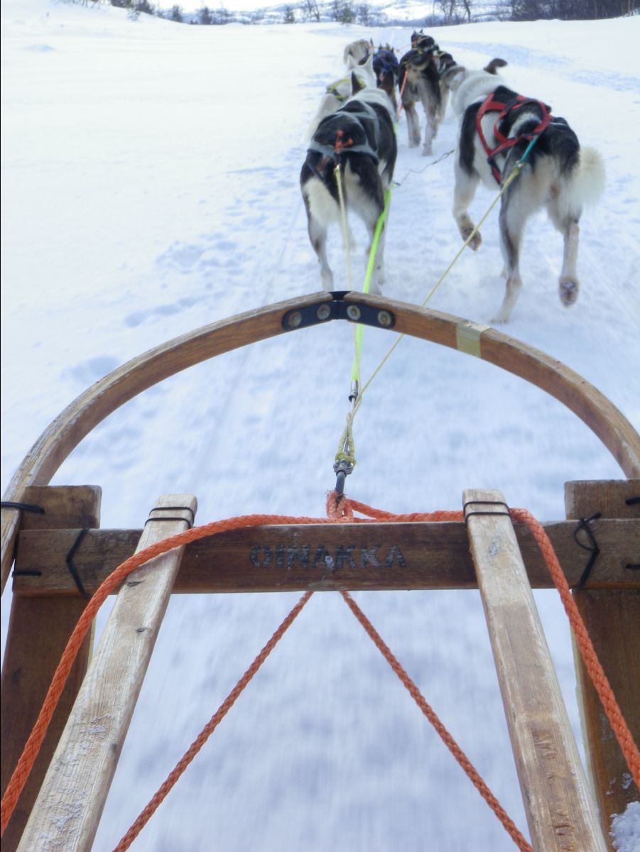 Dogs sledge60
